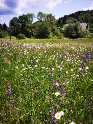 flower meadow, alpine wildflowers